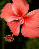 ds20060306_0117a2w Flower.jpg