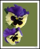 ds20060409_0061a2wF Pansy.jpg