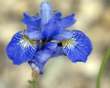 5/21/06 -  Blue Iris<br><font size=3>ds20060521_0070a2w Iris.jpg</a>