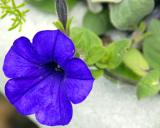 ds20060521_0119a1w Blue Flower.jpg