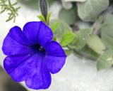 ds20060521_0119a2w Blue Flower.jpg