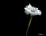 6/11/06 - Forelorn Flower<br><font size=3>ds20060610_0025aw Flower.jpg</font>