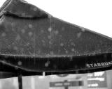 ds20060624a_0036a2w Umbrella in the Rain.jpg