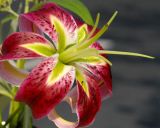 8/3/06 - Red Lily<br><font size=3>ds20060803_0036a0 Red Lily.jpg</font>