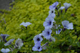 ds20060716_0064(p).jpg