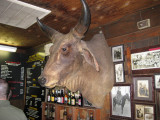 texanspics2007 001.jpg