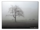 fall / Herbst