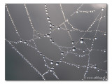 Spinnennetz / spiders web