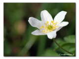 Buschwindroeschen / Anemone nemorosa (3980)