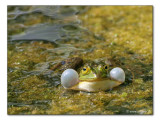 Wasserfrosch / water frog (4228)