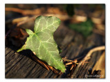 Efeu / ivy / Hedera (0481)