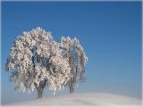 frosty trees / Eisige Bume
