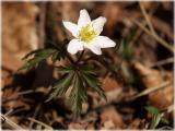 Anemone nemorosa / Buschwindroeschen