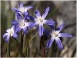 Zweiblttriger Blaustern / Scilla bifolia