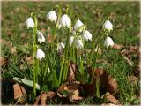 spring snowflake / Maerzenbecher / Leucojum vernum