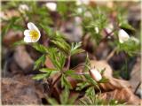 Anemone nemorosa / Buschwindroeschen