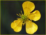 Hahnenfuss / Ranunculus / buttercup