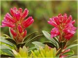 Rostblaettrige Alpenrose / Rhododendron ferrugineum / Alpine Rose