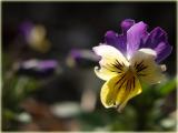 Wildes Stiefmuetterchen / Viola tricolor