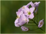 Wiesen-Schaumkraut / Cardamine pratensis / ladys smock