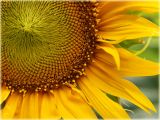 Sonnenblume / Sunflower / Helianthus annuus