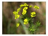 Zypressen-Wolfsmilch / Euphorbia cyparissias / Cypress Spurge