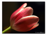 red tulip / Rote Tulpe