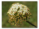 Wolliger Schneeball - Viburnum lantana