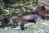 bearbath.jpg