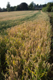 wheat-18mm-f16-flare.jpg