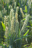 wheat-55mm-5.6.jpg