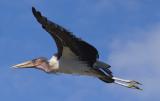 flyingstork.jpg