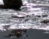 foregrounddetail.jpg