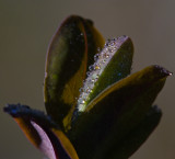 macro100mmfromraw.jpg