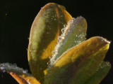 macrof14at70mmiso400.jpg