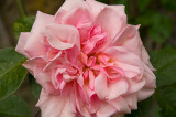 pinkwallrose.jpg