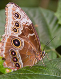 butterfly2.jpg