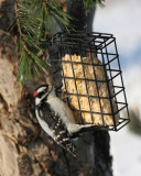 PIC MINEUR * / DOWNY WOODPECKER *