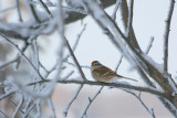 BRUANT HUDSONIEN * / AMERICAN TREE SPARROW *