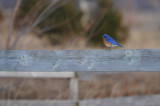 EASTERN BLUEBIRD / Merle bleu de lest