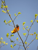 Northern Oriole / Oriole du Nord