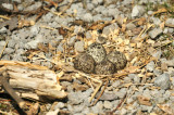 OEUFS de Pluvier kildir / Killdeer Plover