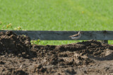 Spotted Sandpiper / CHEVALIER GRIVEL