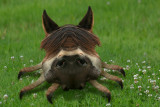 PHOTOGRAPHISME / Grrrr! ou Mhhhu!