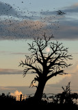 PHOTOGRAPHISME ART / Try to find the nine bird silhouettes and the bird house in the tree