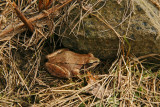 GRENOUILLE DES BOIS - - - WOOD FROG