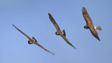 Northern Harrier / Buzard Saint Martin