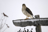 pervier brun / Sharp-shinned Hawk