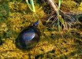 TORTUE PEINTE  /  MIDLAND PAINTED TURTLE