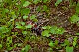 COULEUVRE TACHETE /  MILK SNAKE  /  SERPENT
